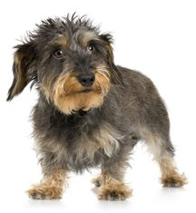 Pet Adoptions