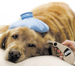 Disabled and Injured pets
