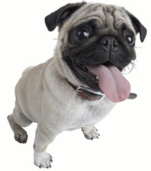donations to animal rescues
