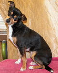 View More Adoptable Pets
