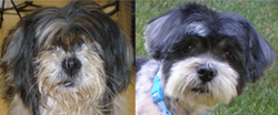 Before and After Pet Rescues