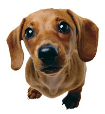dachshund rescue