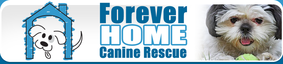 Canine Rescue for Dogs & Cats